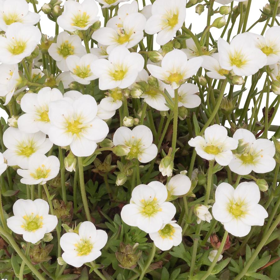 Saxifraga x arendsii Scenic White