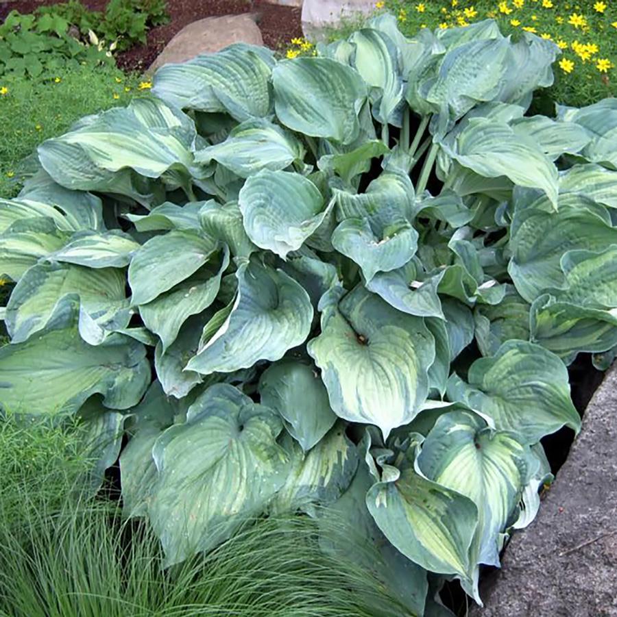 Hosta Guardian Angel