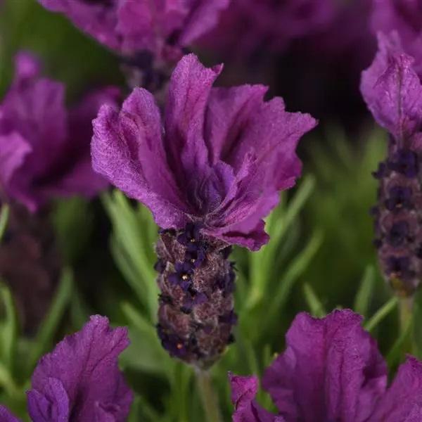 Lavandula stoechas Anouk Burgundy