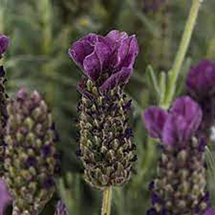 Lavandula stoechas Anouk Purple Medley