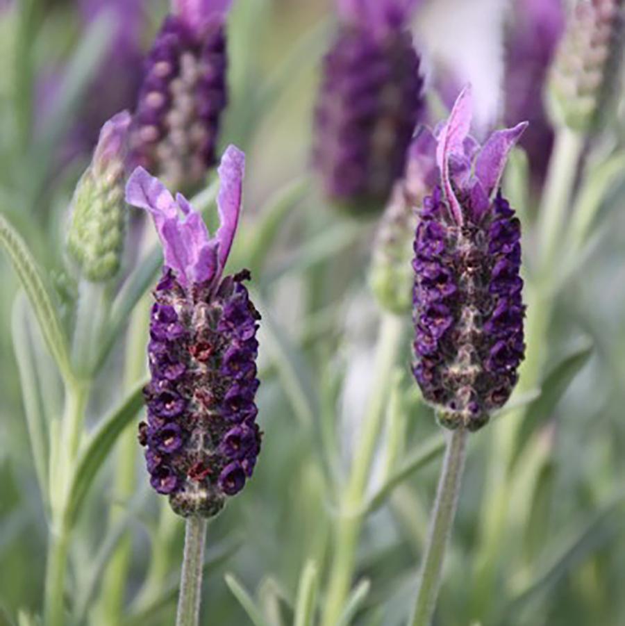 Lavandula stoechas Anouk Supreme