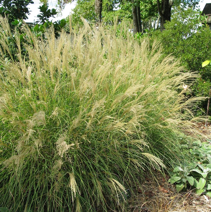 Miscanthus sinensis Little Kitten