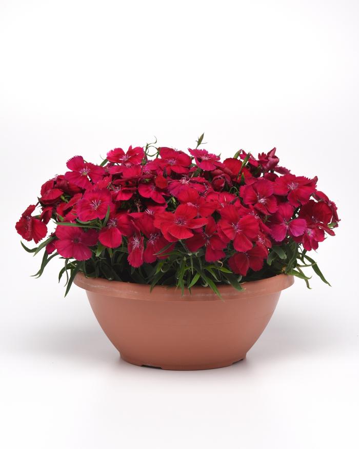 Dianthus chinensis Coronet™ Cherry Red