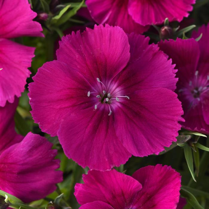 Dianthus chinensis Coronet™ Purple