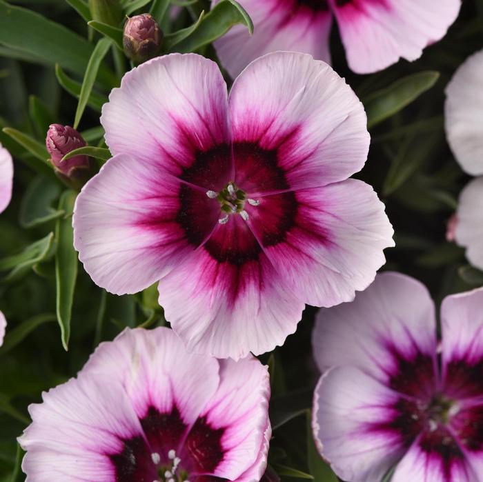 Dianthus chinensis Coronet™ White Purple Eye