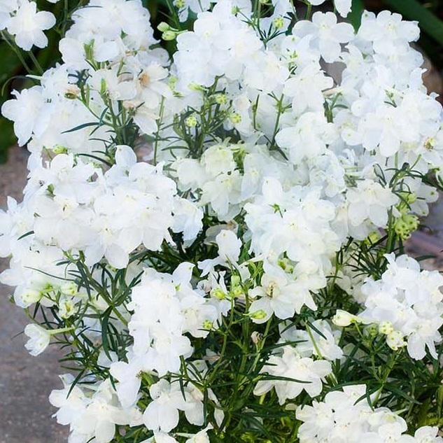 Delphinium grandiflorum Hunky Dory White