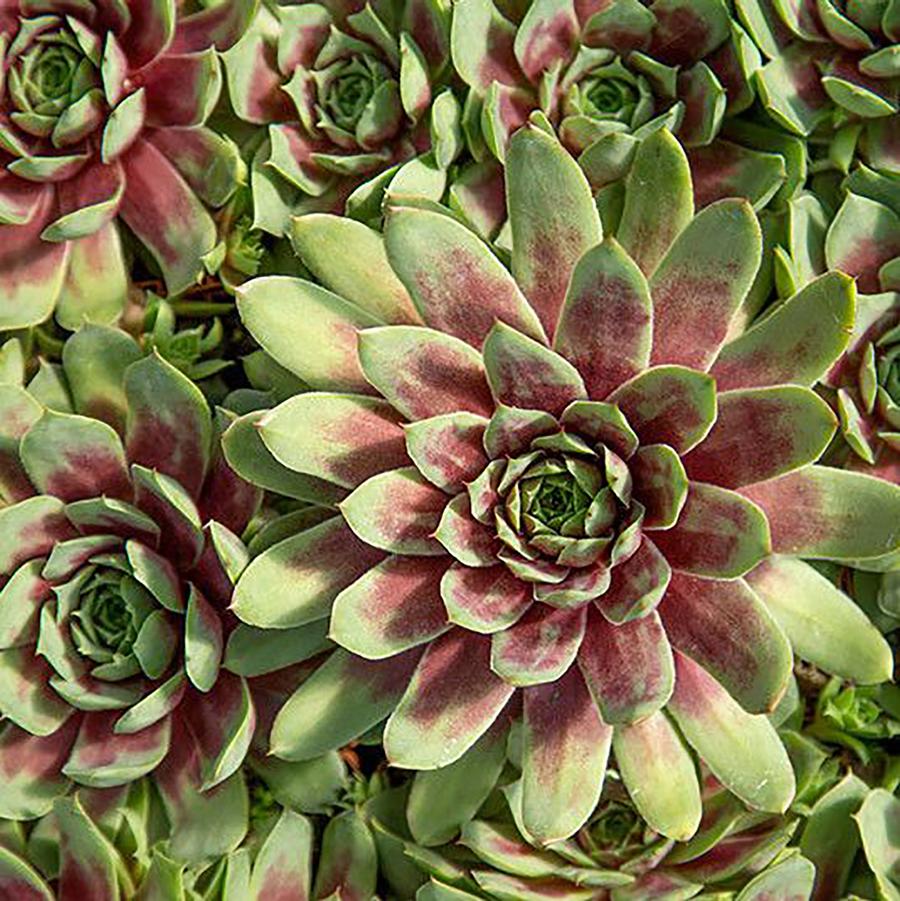 Sempervivum Ruby Heart