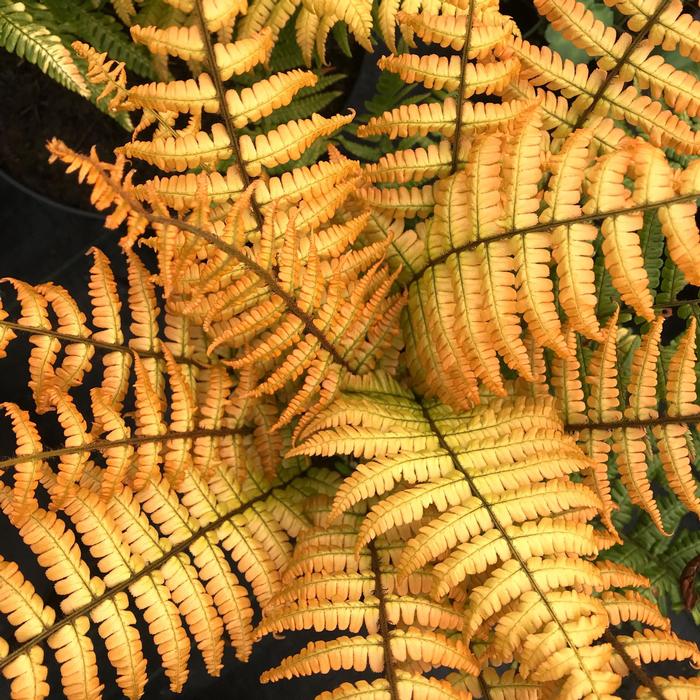 Dryopteris wallichiana Jurassic Gold