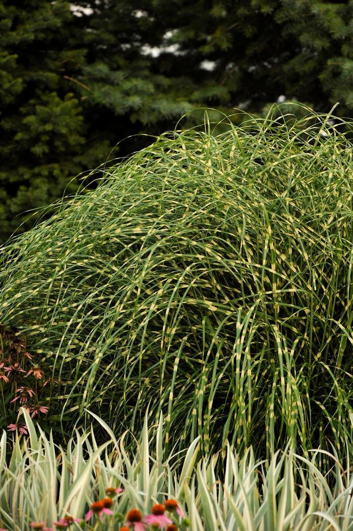 Miscanthus sinensis Little Zebra