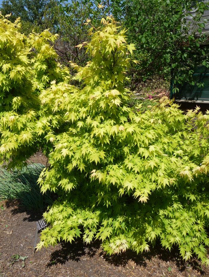 Acer palmatum Orange Dream