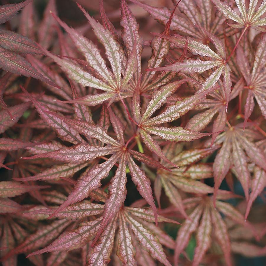 Acer palmatum Mikazuki