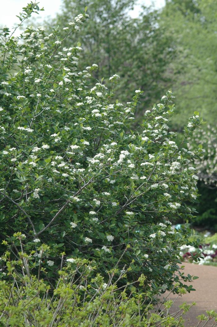 Aronia melanocarpa 