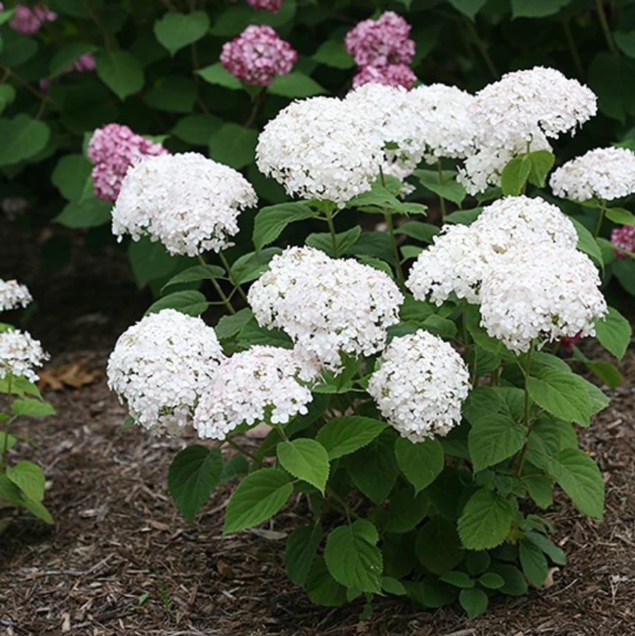 Hydrangea arborescens Invincibelle Wee White® 