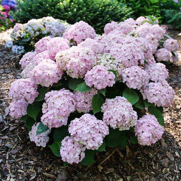 Hydrangea macrophylla Wee Bit Innocent®