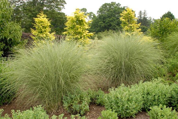 Miscanthus sinensis Morning Light