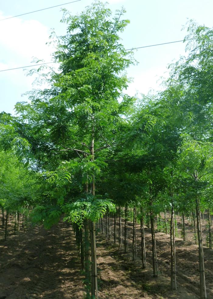 Gleditsia triacanthos var. inermis 