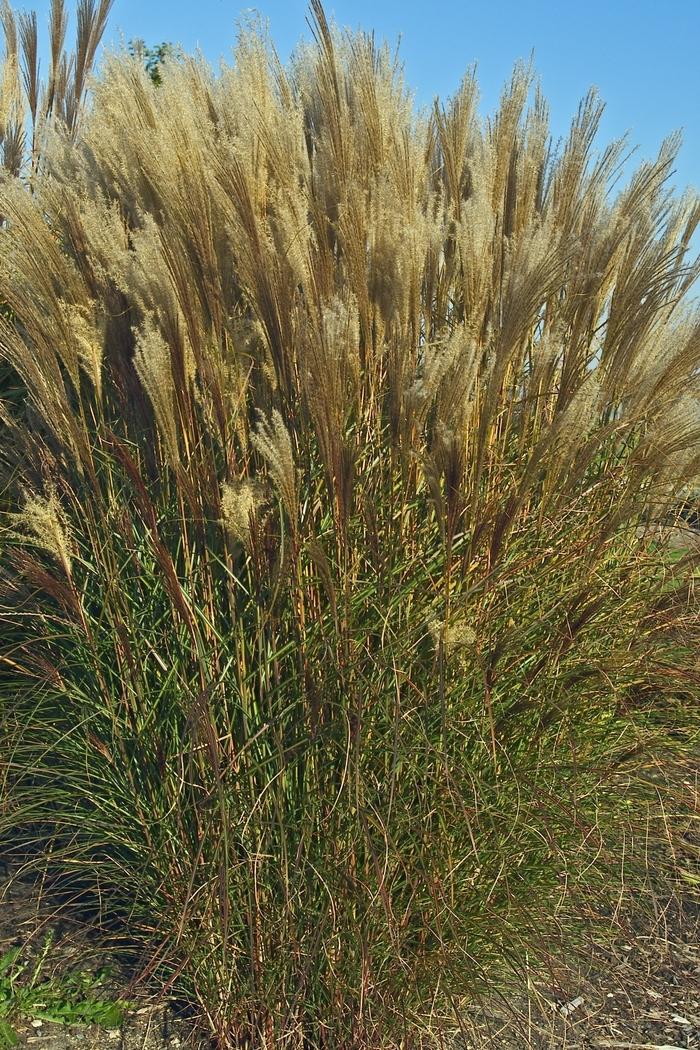 Miscanthus sinensis Nippon