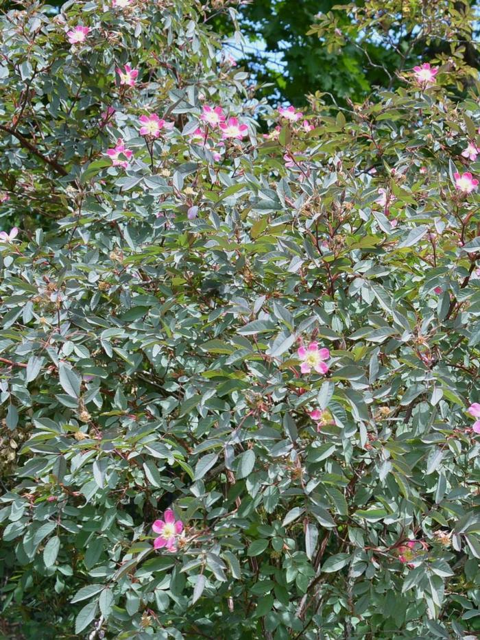 Rosa palustris 