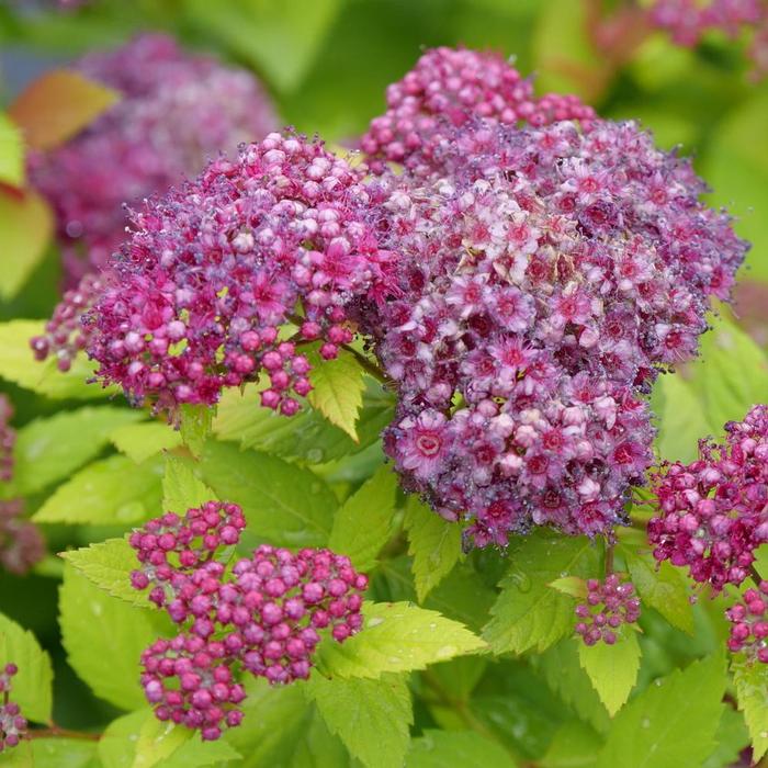 Spiraea japonica Double Play Dolly® 