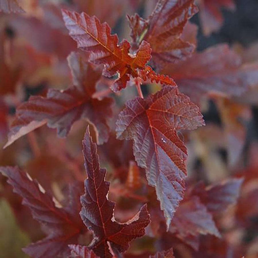 Physocarpus opulifolius Satin Chocolate