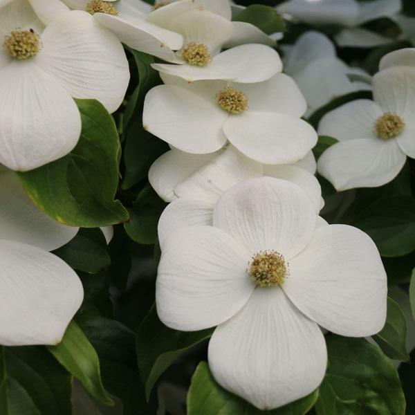 Cornus kousa KN4-43 Starlight®