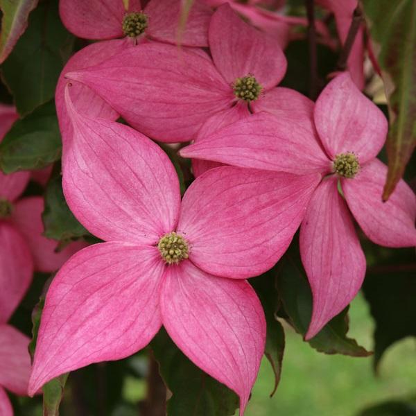 Cornus kousa Rutpink Scarlet Fire®