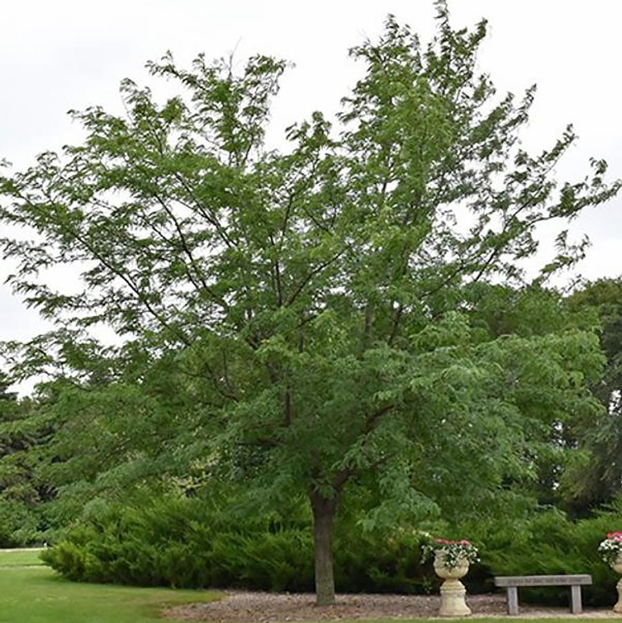 Gleditsia triacanthos var. inermis Harve