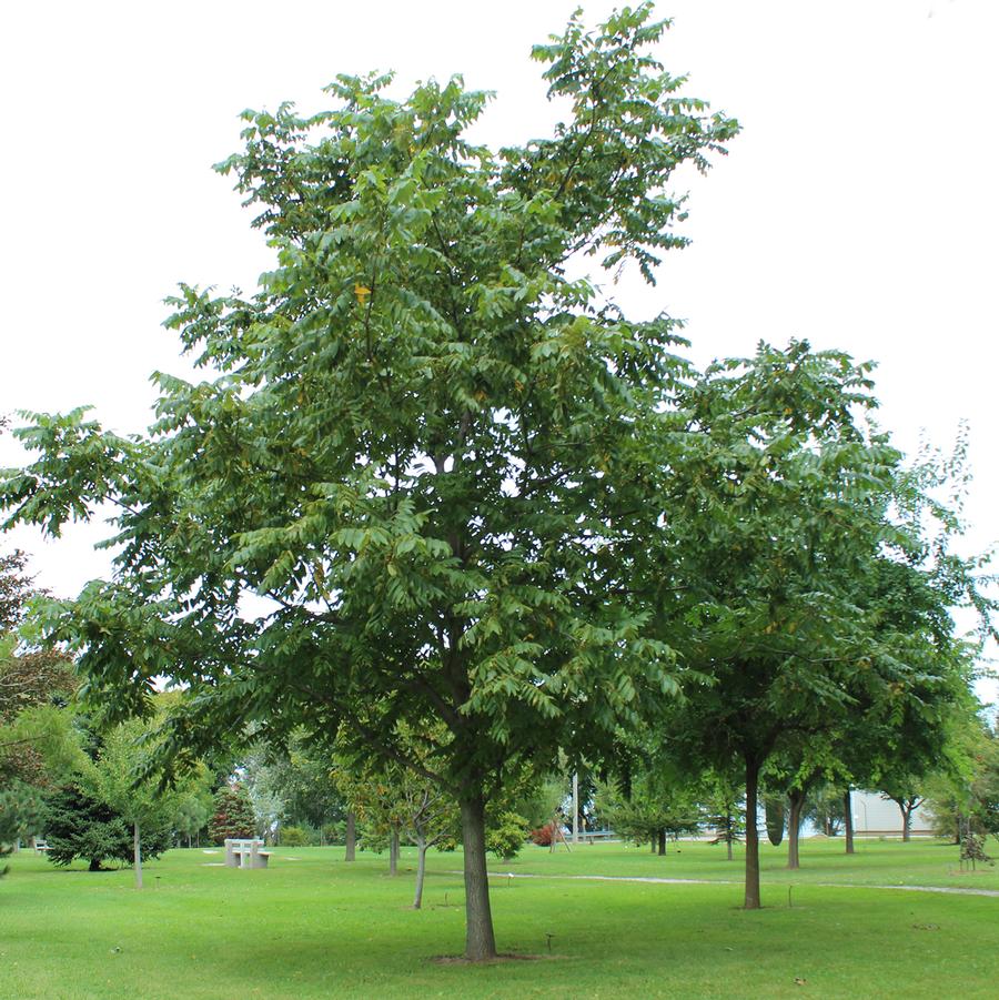 Juglans cinerea 