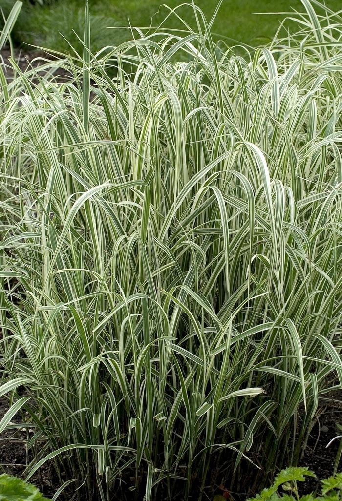 Miscanthus sinensis Variegatus