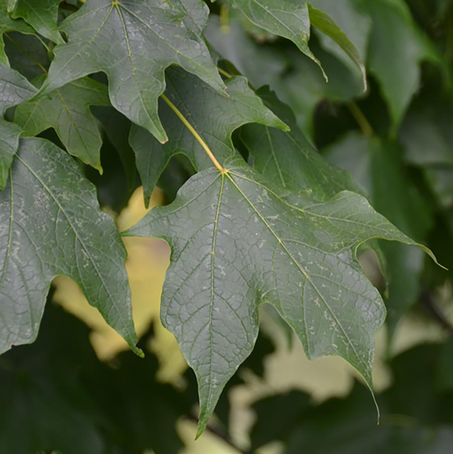 Acer saccharum nigrum 