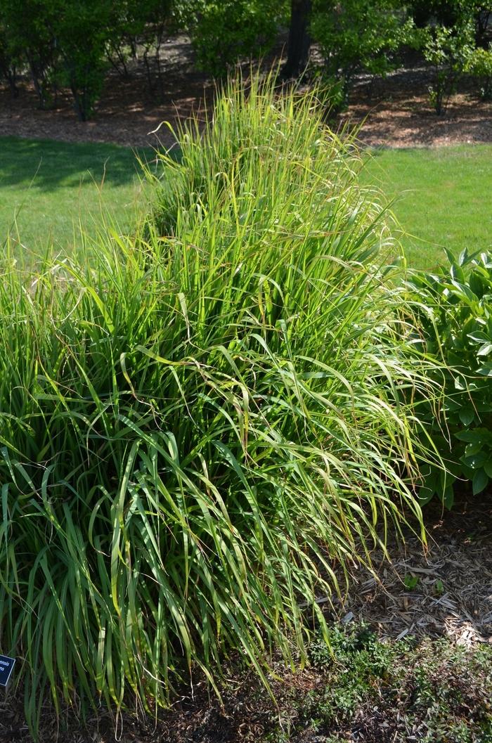 Miscanthus sinensis Zebrinus