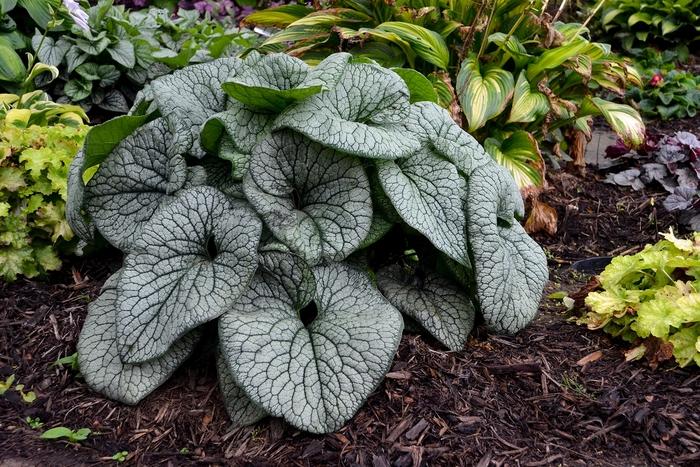 Brunnera macrophylla Queen of Hearts