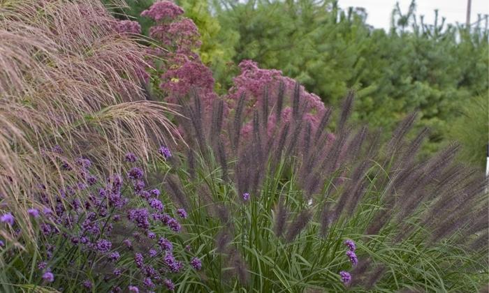 Pennisetum alopecuroides 