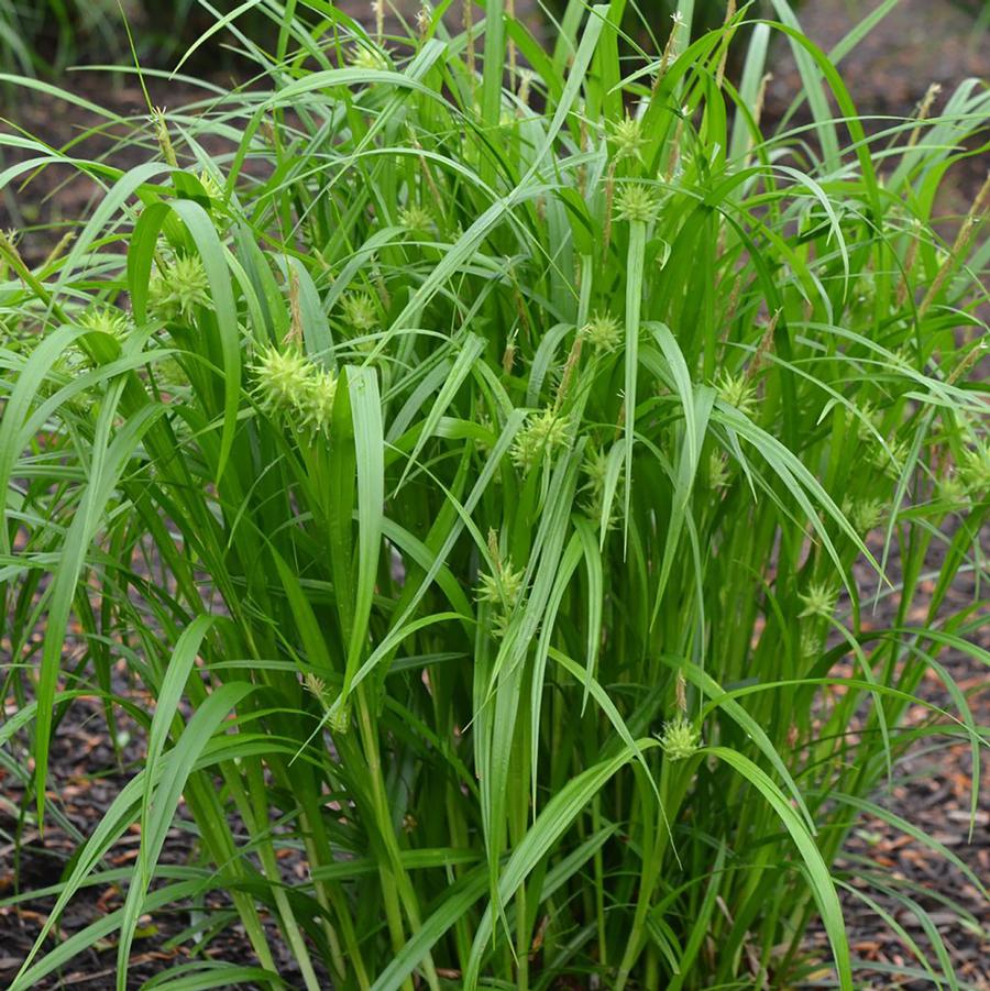 Carex grayi 