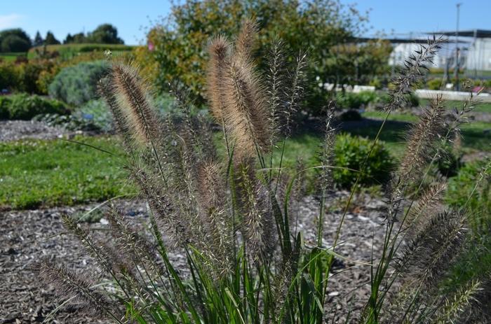 Pennisetum alopecuroides Ginger Love