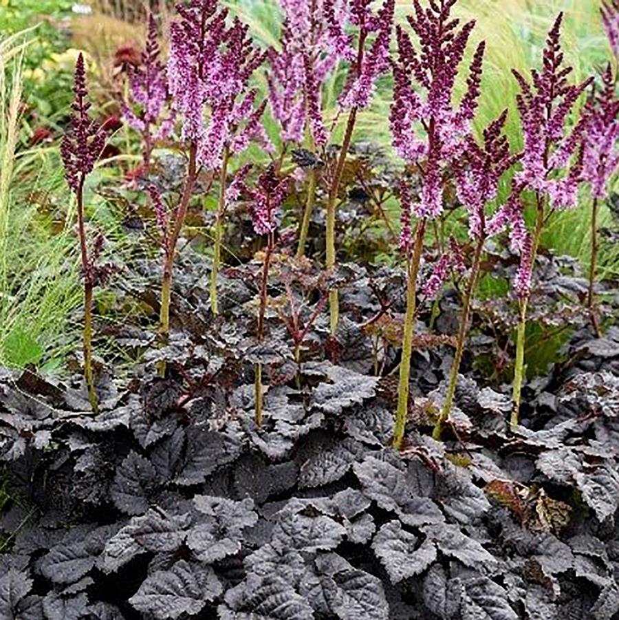 Astilbe chinensis Dark Side of the Moon