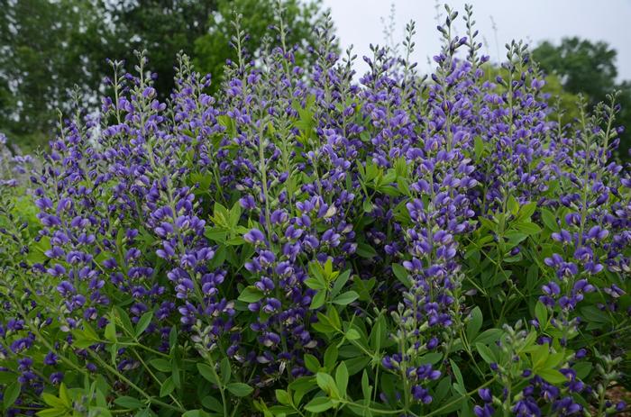 Baptisia Decadence® Blueberry Sundae