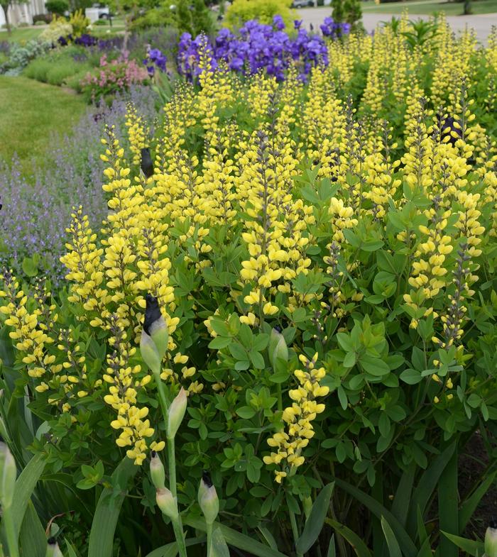 Baptisia Decadence® Lemon Meringue