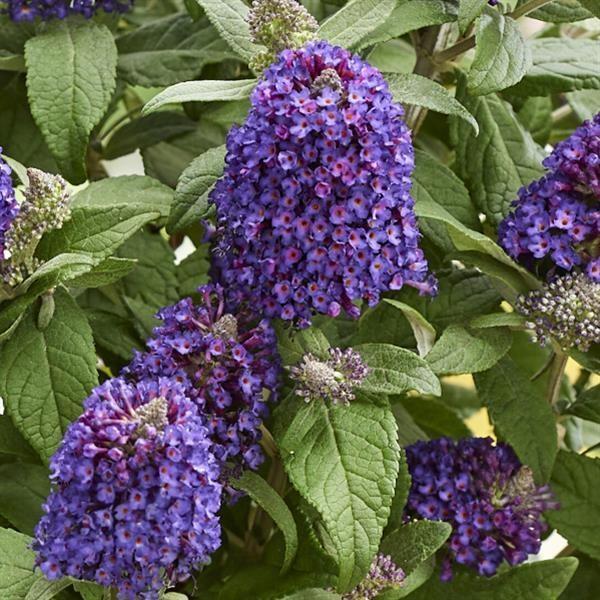 Buddleia davidii Little Rockstars Purple