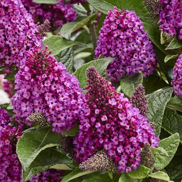 Buddleia davidii Little Rockstars Red