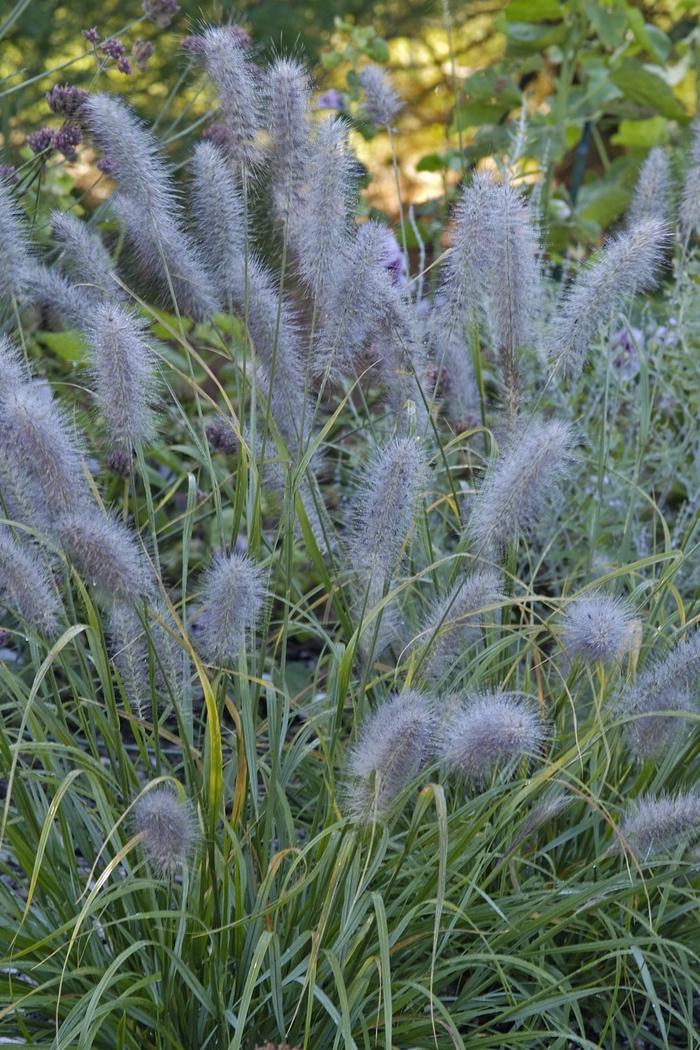 Pennisetum alopecuroides Moudry