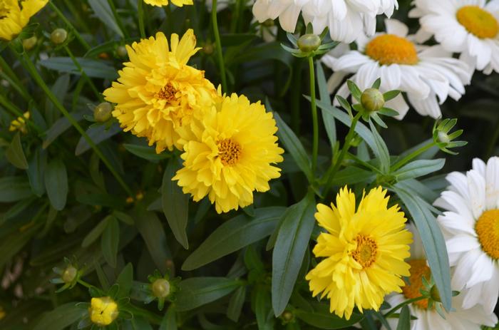 Coreopsis Leading Lady Sophia