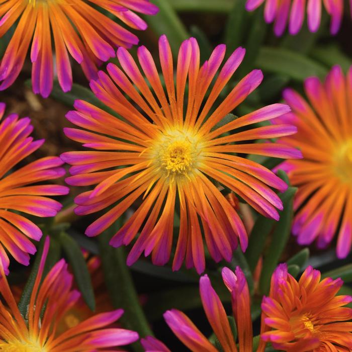 Delosperma Ocean Sunset™ Orange Glow