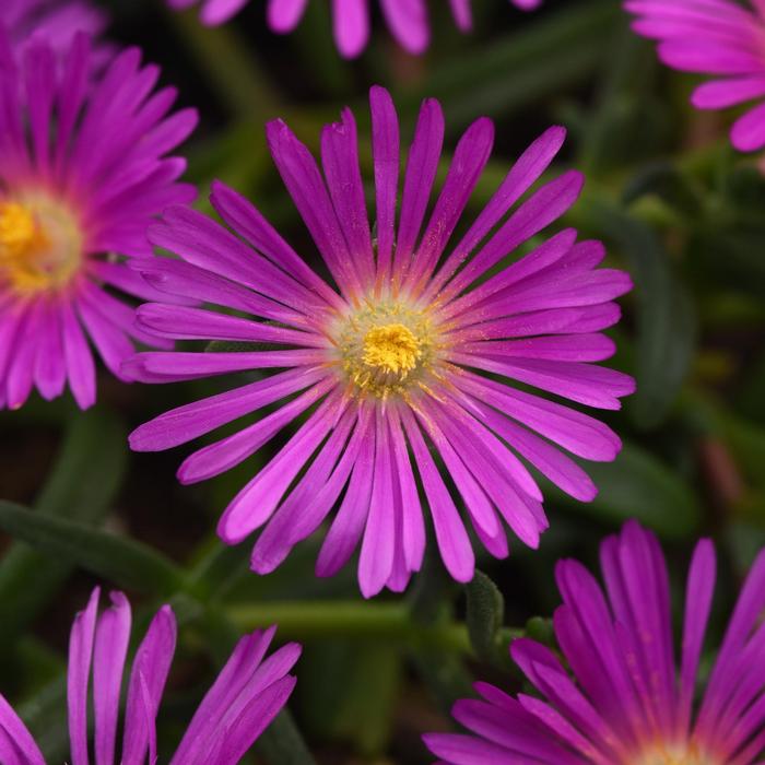 Delosperma Ocean Sunset™ Violet