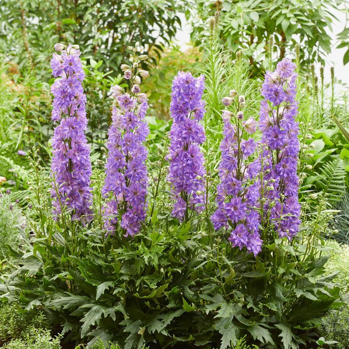 Delphinium Delgenius™ Breezin'