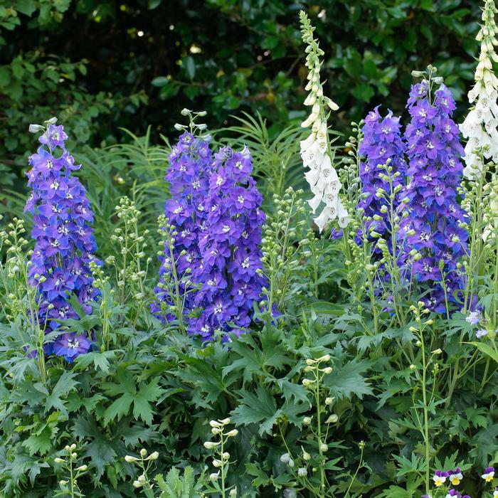 Delphinium Delgenius™ Glitzy