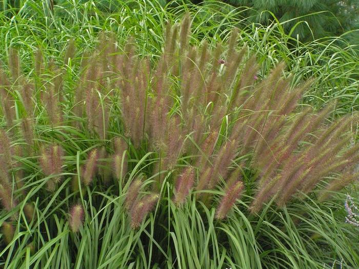 Pennisetum alopecuroides Red Head