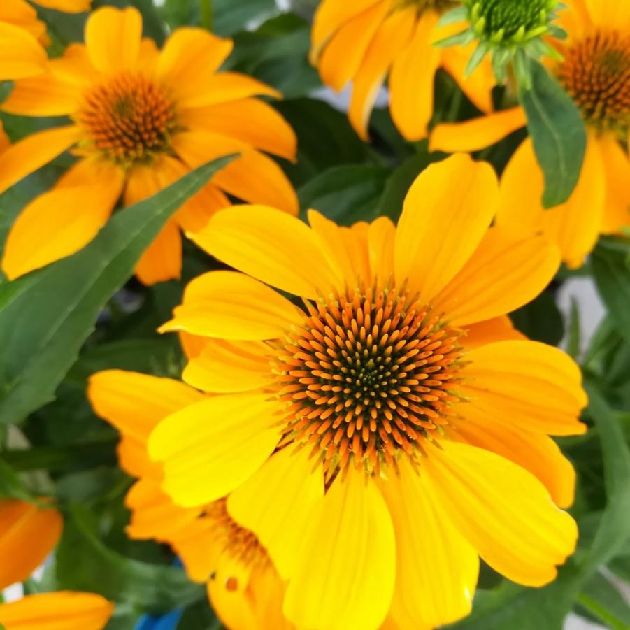 Echinacea Guatemala Gold