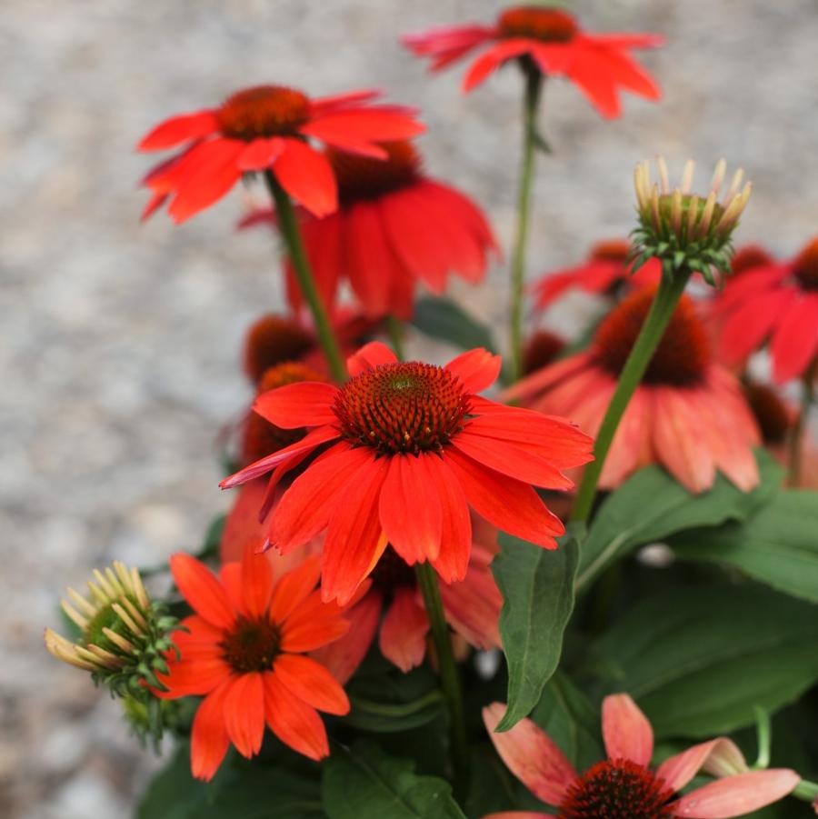 Echinacea Guatemala Papaya