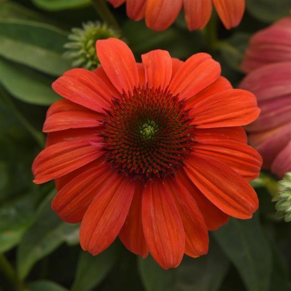 Echinacea Sombrero® Mandarin Mambo